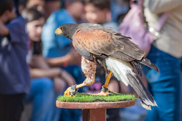 Harris's hawk (Harris Eagle) exhibition