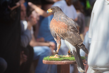 Harris's hawk (Harris Eagle) exhibition