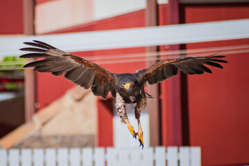 Harris's hawk (Harris Eagle) exhibition
