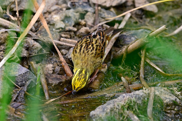 Yellowhammer // Goldammer (Emberiza citrinella) 
