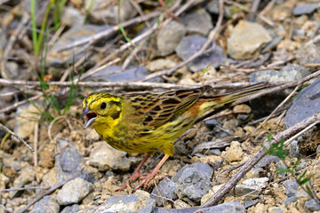 Goldammer // Yellowhammer (Emberiza citrinella) 