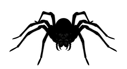 black spider isolated on white background