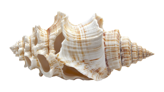 Spiral Seashell with Brown Markings isolated on a transparent background
