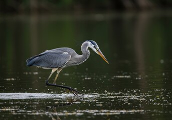 A majestic heron intently stalks its next meal in shallow marsh water, poised to strike with precision and skill, showcasing nature's hunt ,prey ,wildlife ,food chain
