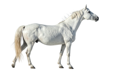 White horse stands against a dark, cutout background