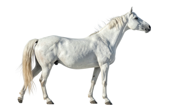 White horse stands against a dark, cutout background