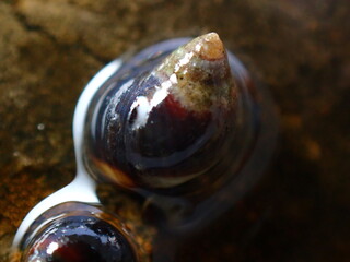 Small periwinkle (Melarhaphe neritoides) during low tide in the littoral zone, Ligurian Sea, Italy, Imperia