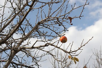 a single fruit on barren tree branch for dramatic environment impact topic