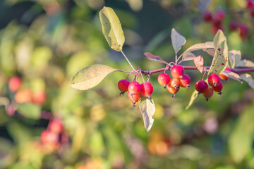 Red Crabapple Fruits Hanging on Branch in Autumn