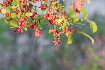 Red Crabapple Fruits Hanging on Branch in Autumn