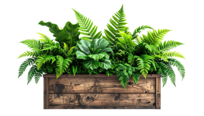Green ferns and foliage fill wooden container; black background