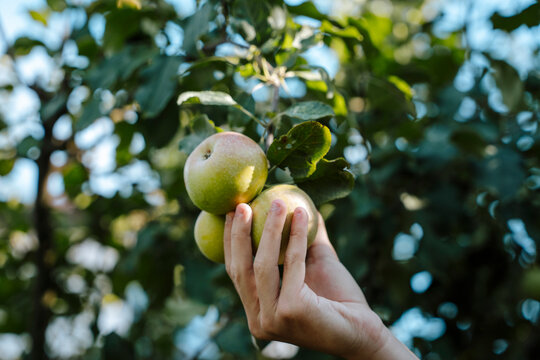 Boy's hand holding apple on branch
