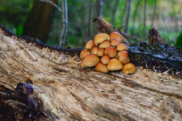 Cluster of small mushrooms growing on a fallen tree trunk in a dense forest setting during daytime