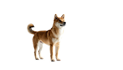 Shiba Inu dog, standing alert, looking right