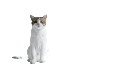 Seated cat with white & tabby fur against a black backdrop