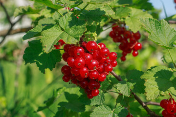 Ripe Red Currants Hanging on Bush