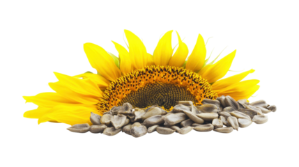 Sunflower bloom with pile of seeds isolated on a transparent background