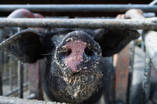 Germany, Bavaria, Bentheim Black Pied Pig, close up