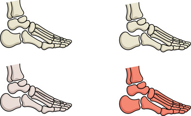 Human foot bone anatomy illustrations showing skeletal structure, medical vector set for biology education, orthopedic diagrams, podiatry learning materials