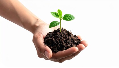 Hand holding a small plant growing from soil, symbolizing growth and new beginnings.