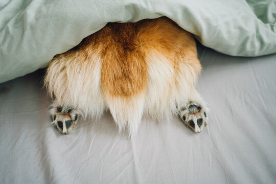 Rear of Corgi dog sticking out of duvet