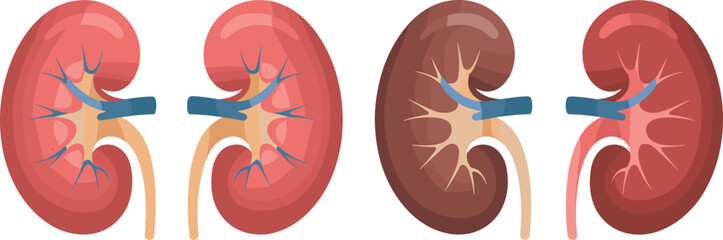 Kidney anatomy vector illustrations set, human renal system organs, medical kidney diagram, nephron structure graphic icons for health and biology education.