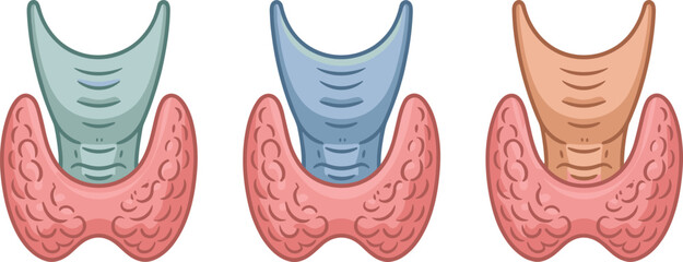 Thyroid gland anatomy illustration set, medical endocrine organ vector, thyroid hormone system diagram, human neck anatomy educational graphic.