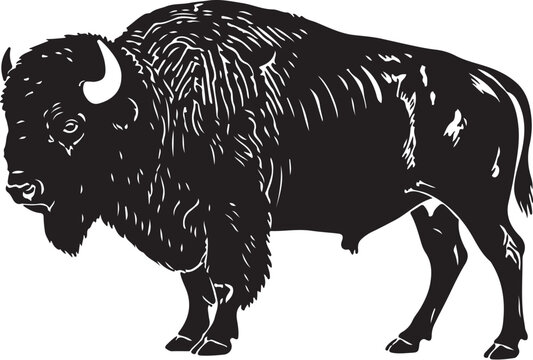  Black buffalo silhouette in classic vintage western poster style, rough edges, white background.