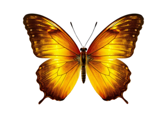 Yellow butterfly isolated on transparent or white background