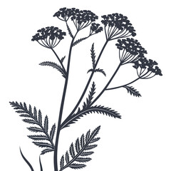 yarrow achillea on white background  © MOHAMMADRIPON