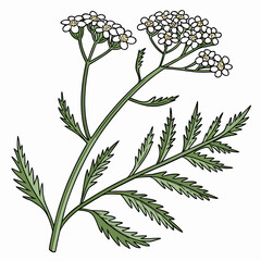 black and white yarrow achillea
