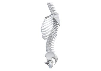 Spinal column isolated on transparent or white background