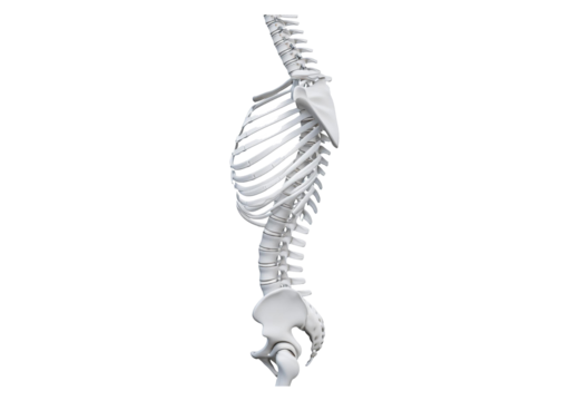 Spinal column isolated on transparent or white background