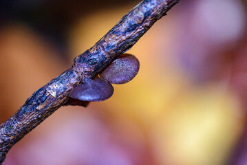 mushroom in the forest