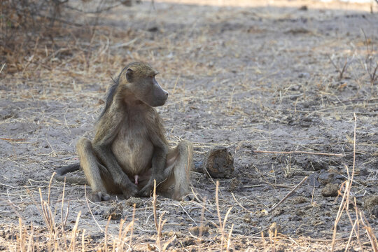 sitting baboon in chobe national park