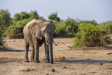 Fototapeta premium elephant in the wild of chobe national park, botsuana
