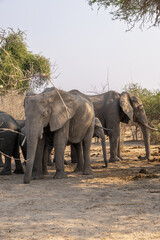 group of elephants in the wild of chobe np