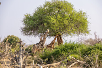 giraffes eating leaves from a tree © Andreas