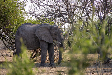 Obraz premium elephant in the wild of chobe national park