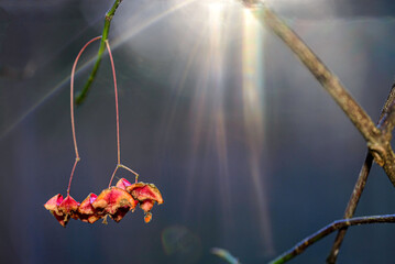 yellow autumn leaves