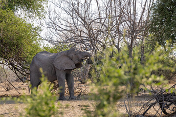 Fototapeta premium elephant in the wild of chobe national park