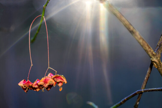 yellow autumn leaves - Powered by Adobe