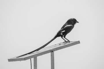 magpie shrike perching on a construction