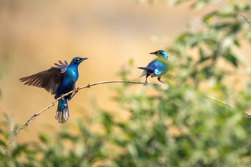 Blue-eared glossy starlings at bush