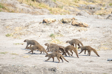 Fototapeta premium zebra mongooses in the wild of chobe region