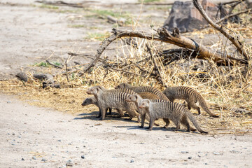 zebra mongooses in the wild of chobe region