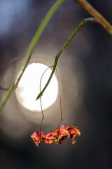 yellow autumn leaves