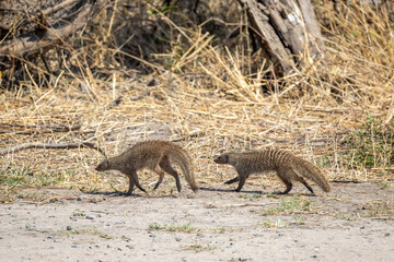 Obraz premium zebra mongooses in the wild of chobe region