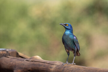 Blue-eared glossy starling perching on branch