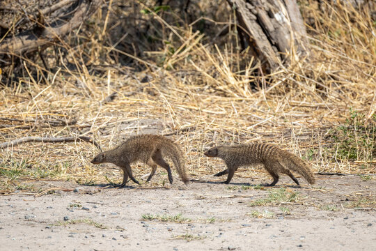 zebra mongooses in the wild of chobe region